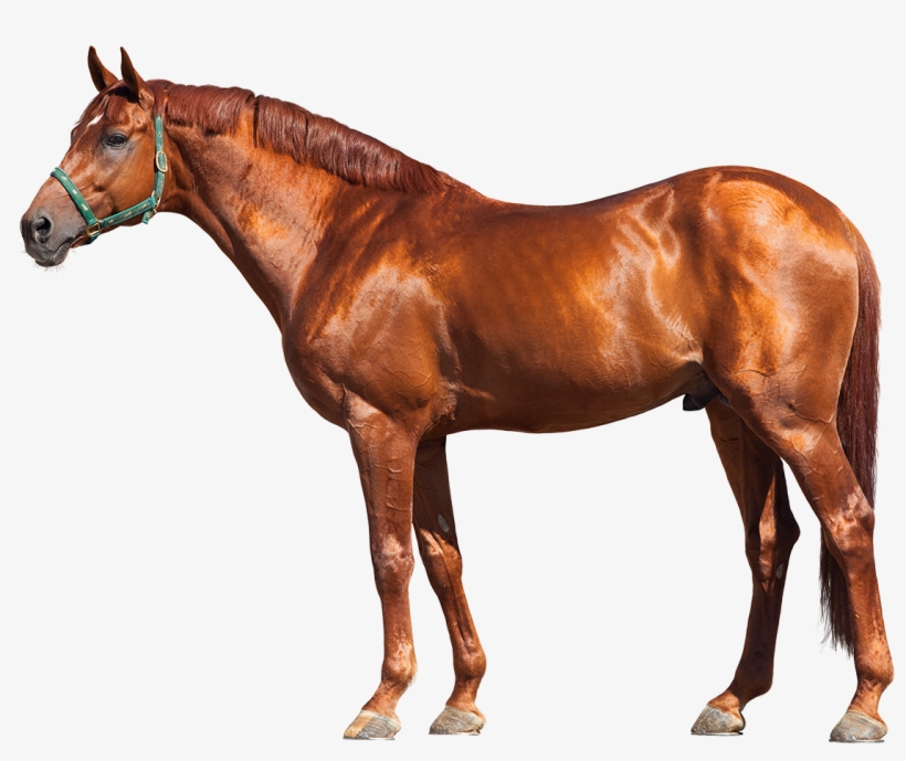Published Apr 19, 2016 At - Dawn Approach Horse, transparent png