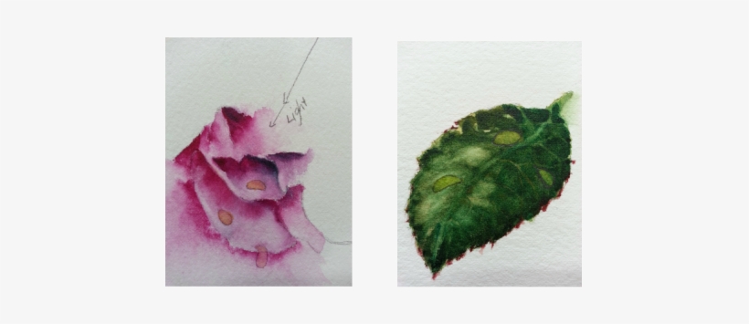 I'm Not Posting Photos Of Each Step As They Are Really - Water Droplet Flowers Png, transparent png
