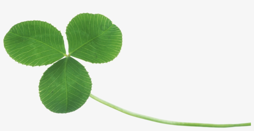 Clover Png In High Resolution - Real Clover Png, transparent png