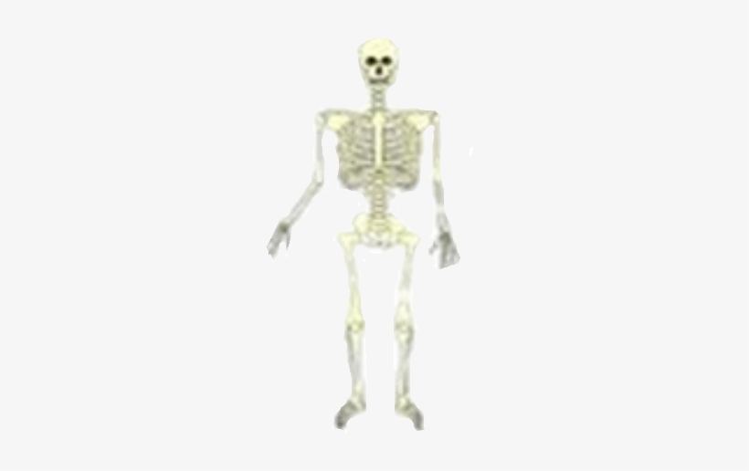 Skeleton, transparent png