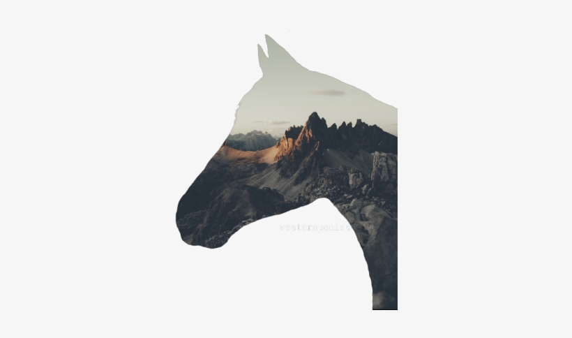 Equestrianism, transparent png