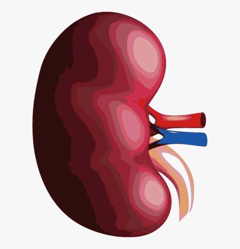 Kidney 181 Kb - Portable Network Graphics, transparent png