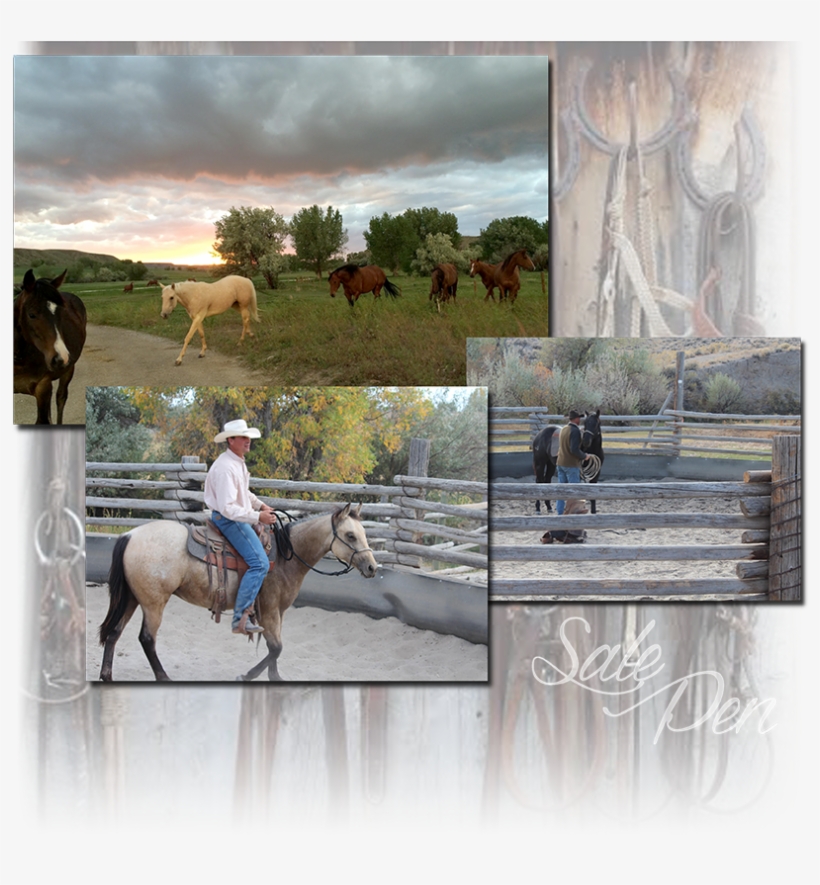 Stallion, transparent png