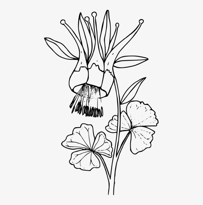 Watercolor Painting Floral Design Drawing Art - Columbine Clip Art Black And White, transparent png