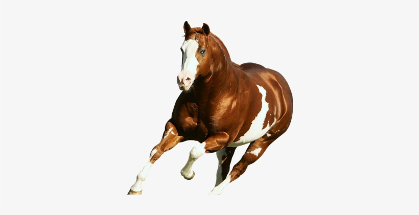 Equine South Africa - American Paint Horse Stallion, transparent png