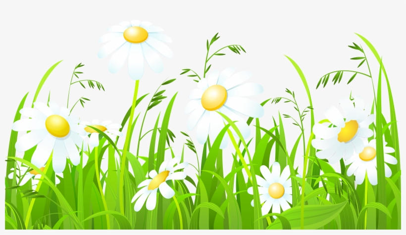 Daisy Clipart Gress - Grrass White Flowers Hd, transparent png