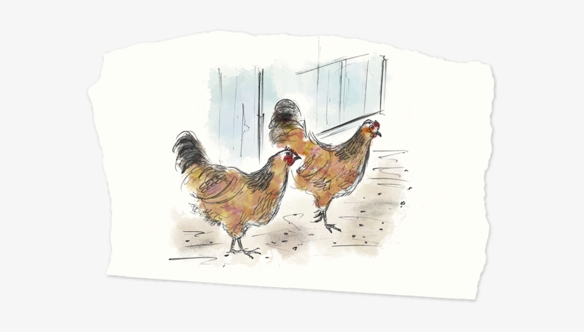 In The Last Remaining Corner, You Will Need A Chicken - Rooster, transparent png