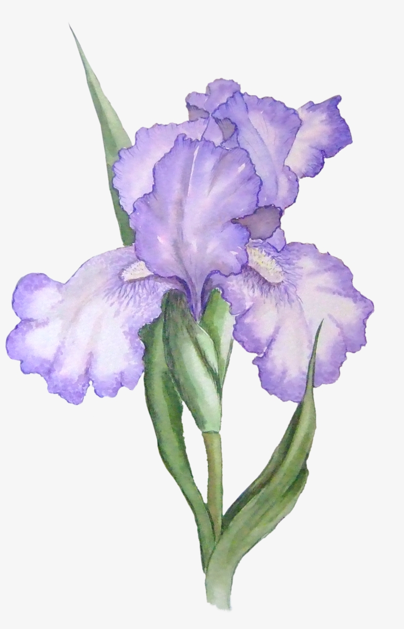 Picture Files With Transparent Backgrounds Flowers - Iris Flower Png, transparent png