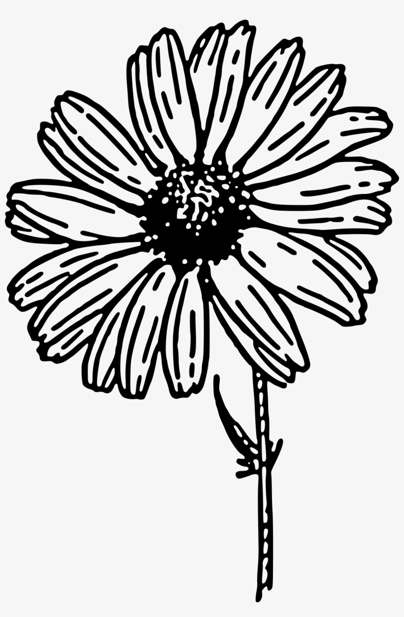 How To Set Use Daisy Clipart, transparent png