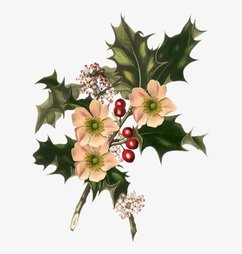 Ноэль Трубы / Цветы, Омела, Короны - Giclee Painting: Holly And White Flowers, 1849, 24x18in., transparent png