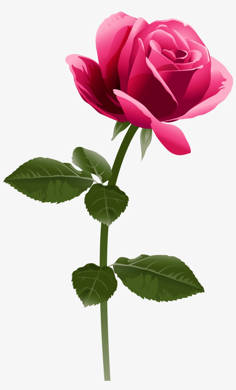 Pink Rose Png Clip Art Image - Fuchsia Pink Flower Png, transparent png