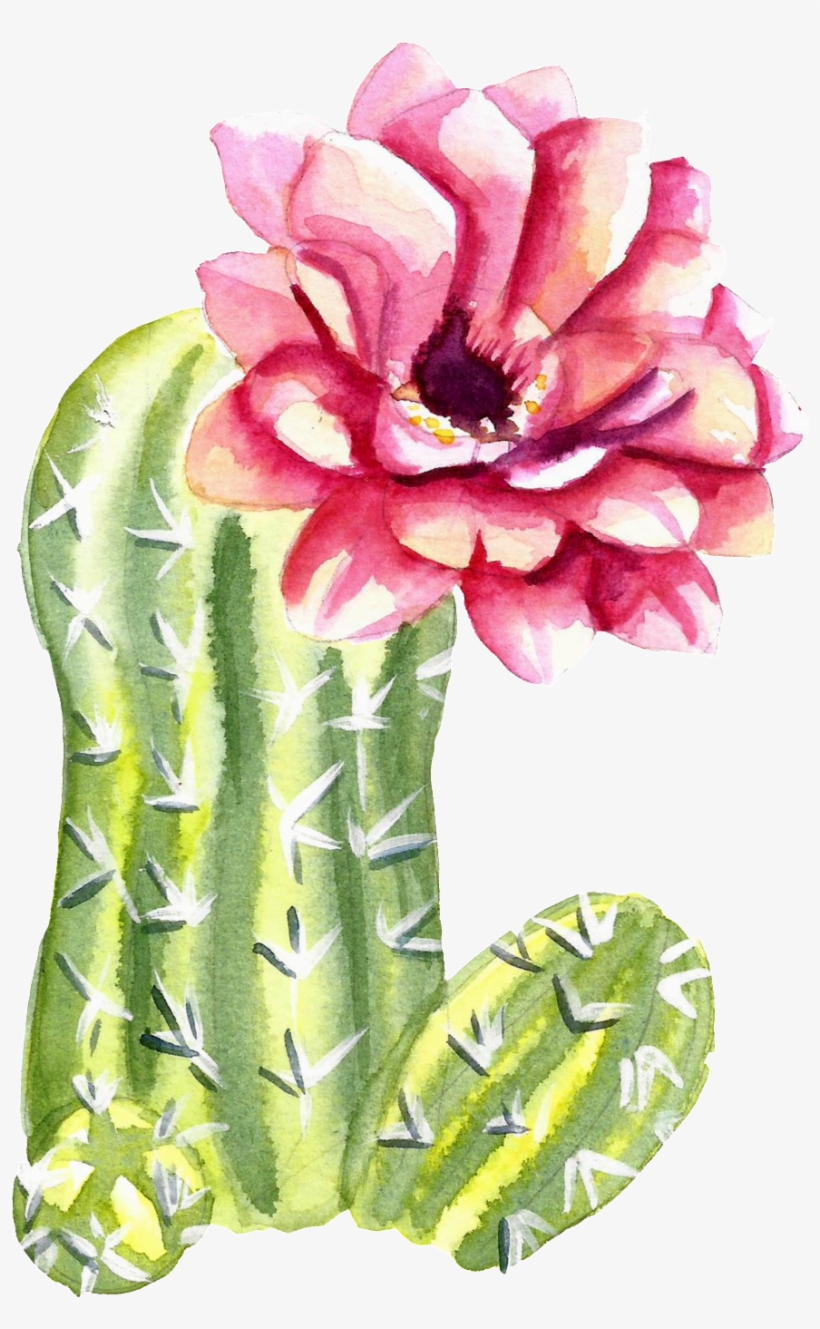 Green Watercolor Hand Painted Cactus Flower Transparent - Cactus, transparent png