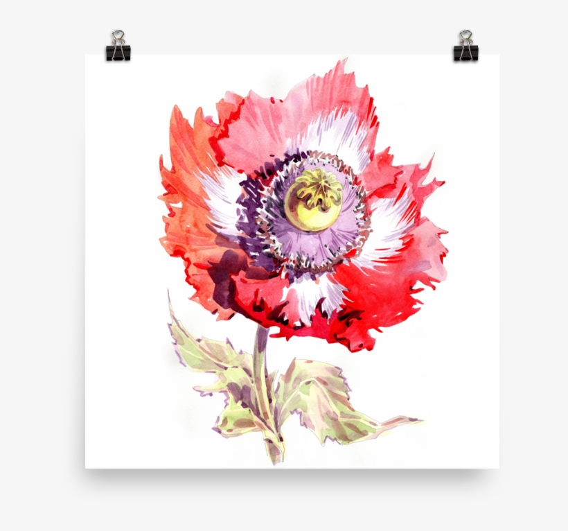 Bright And Floral Poppy Watercolour Matte Poster - Watercolor Painting, transparent png