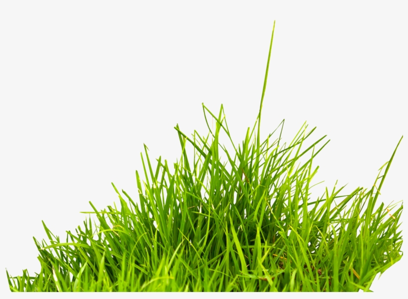 Grass Png Image, Green Grass Png Picture - Grass Png, transparent png