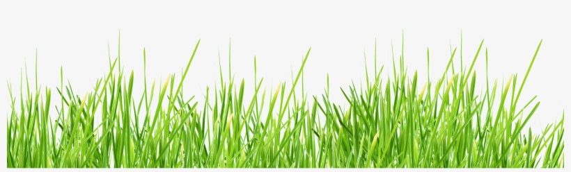 Grass Png Image, Green Picture - Grass Png, transparent png