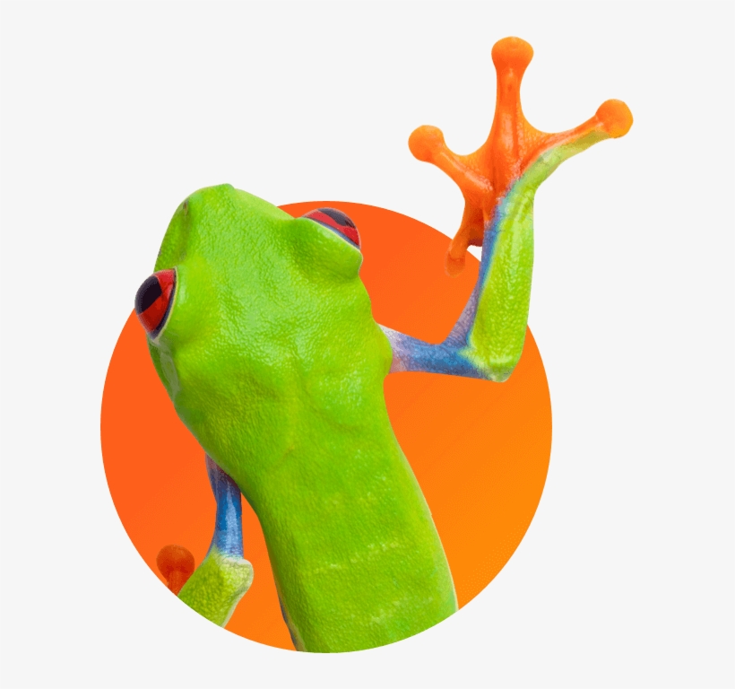 A Frog - Frog, transparent png