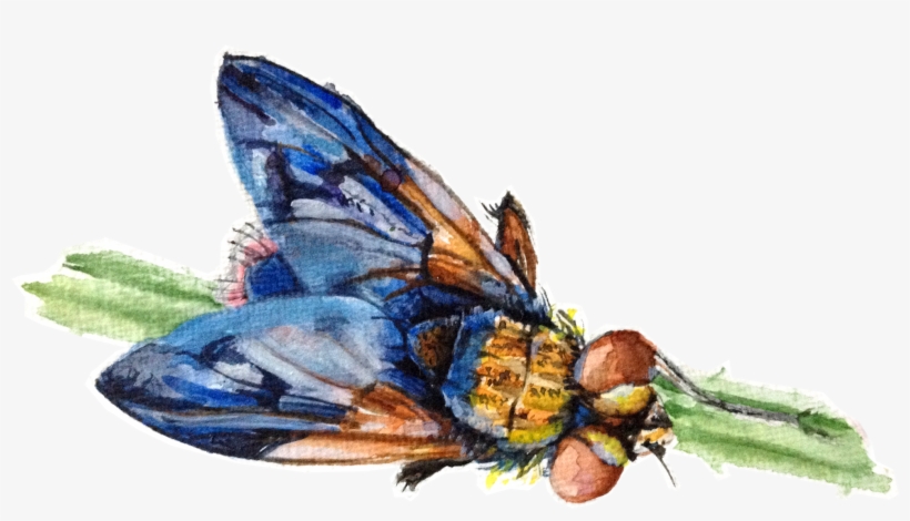 House Fly, transparent png