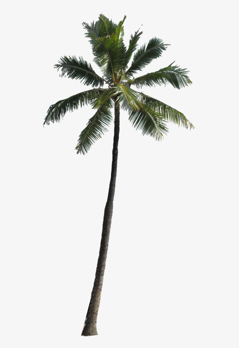 Free Png Palm Tree Png Images Transparent - Palm Png, transparent png