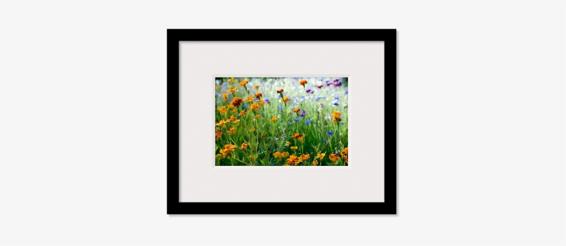 Christmas Presents - Poster: Evans' Wildflowers In A Field, 41x30in., transparent png