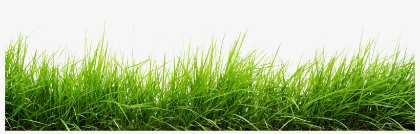 Line Of Grass Png Image - Grass Png Images Hd, transparent png