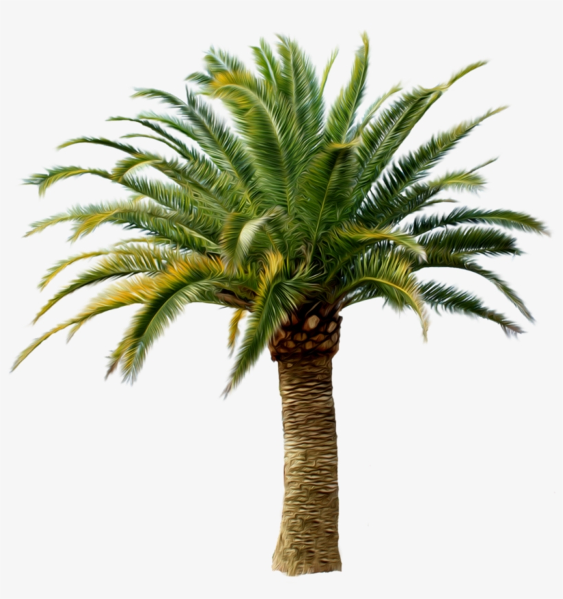 Date Palm Tree Png, transparent png