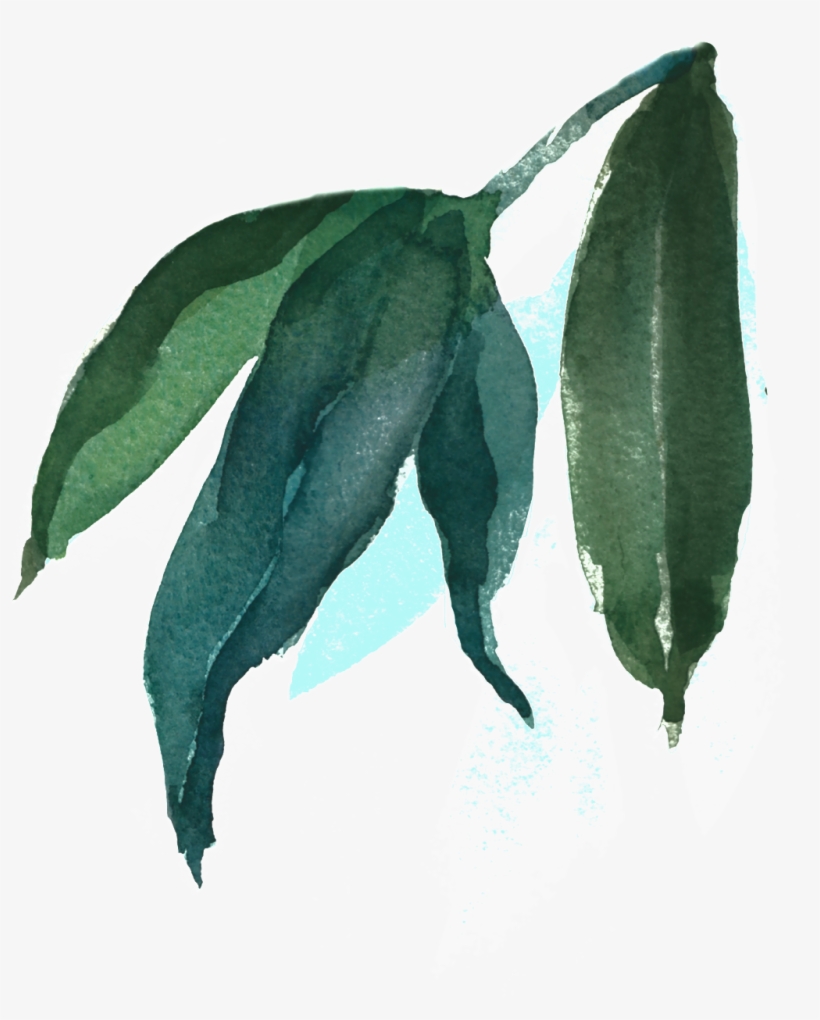 This Backgrounds Is Watercolor Painting Leaves Transparent - Watercolor Painting, transparent png