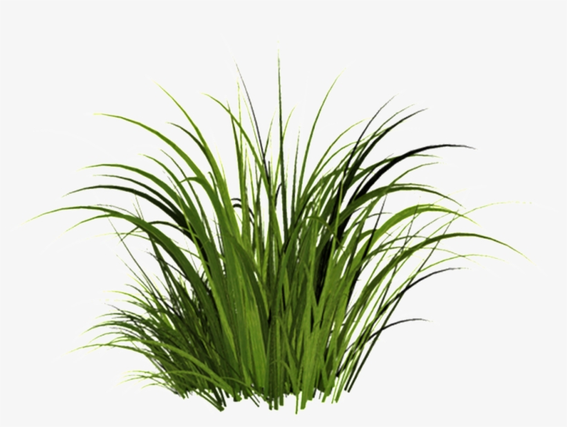 This Graphics Is Campfire Grass Transparent Decorative - Khadi Khus Soap-125g Set, transparent png