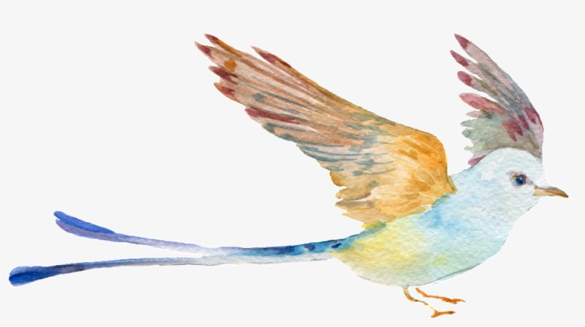 Hand Painted Watercolor Bird Png Transparent - 展翅 鳥, transparent png