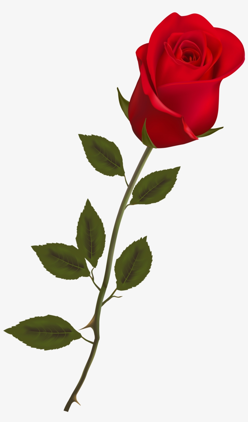 Beautiful Stem Red Rose Png Clipart - Rose Png, transparent png