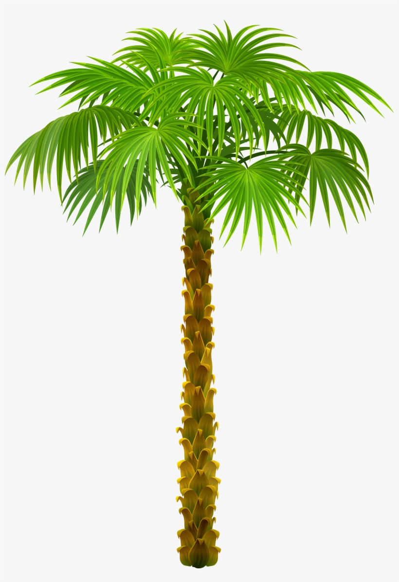 Palm Tree Png, transparent png