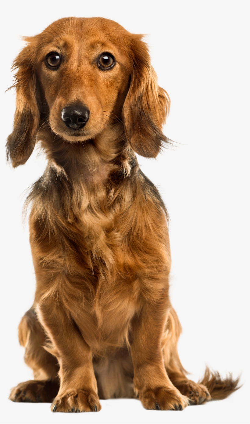 Cute Dog Png Clip Art - Dog, transparent png