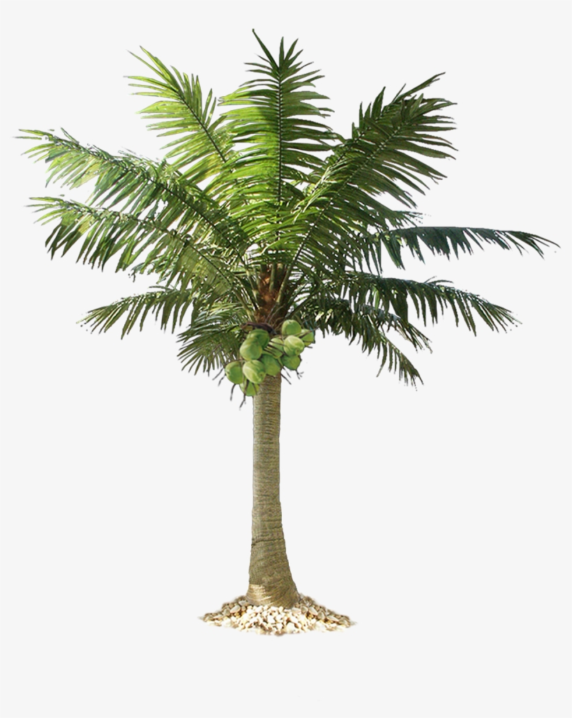 Cut Out Palm Trees, transparent png