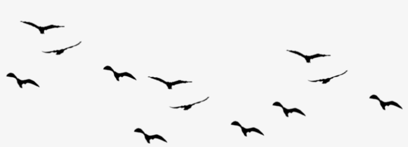 Birds Png Pic1 - Birds Flying Vector Png, transparent png
