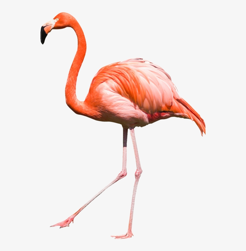 01 - Flamingo Png, transparent png