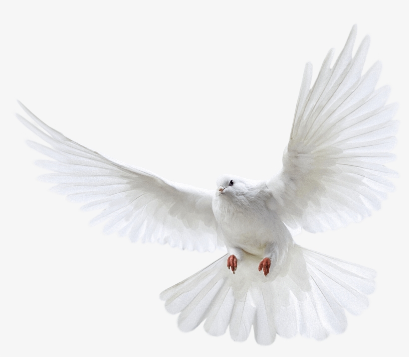 White Flying Pigeon Png Image Png Image - Dove Png, transparent png