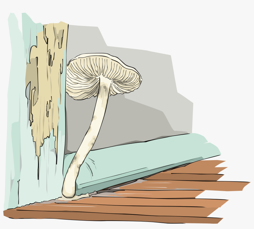 Mushroom Mold Food /m/083vt Fungus - Mushroom, transparent png