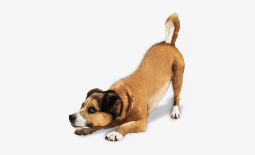 Png Dog, transparent png