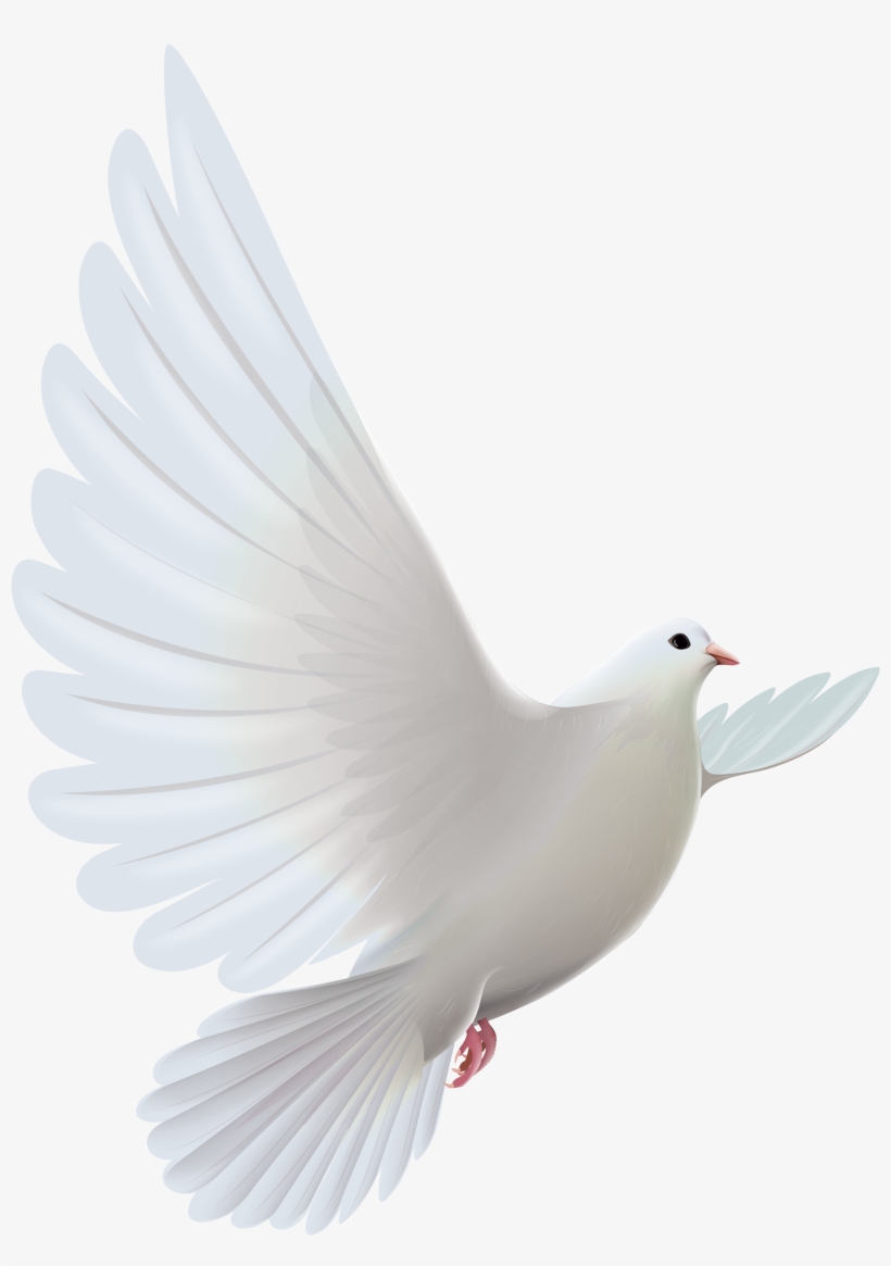 White Dove, transparent png