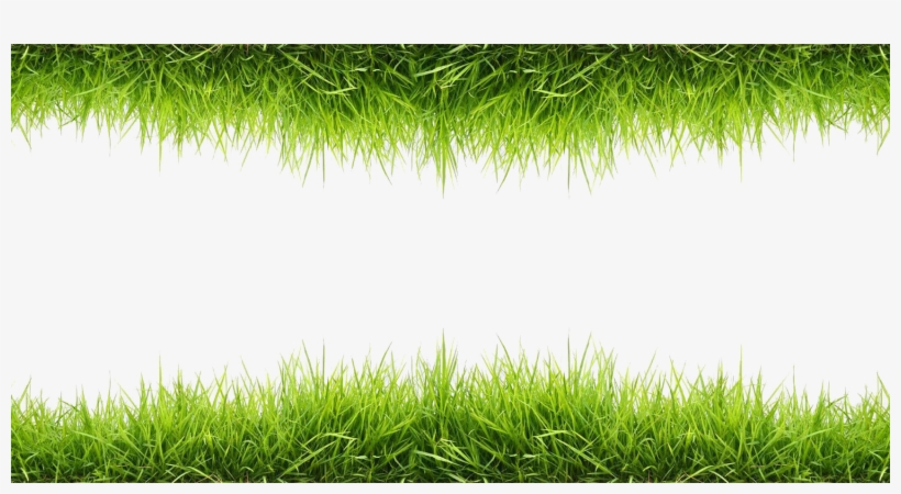 Grass Png, transparent png