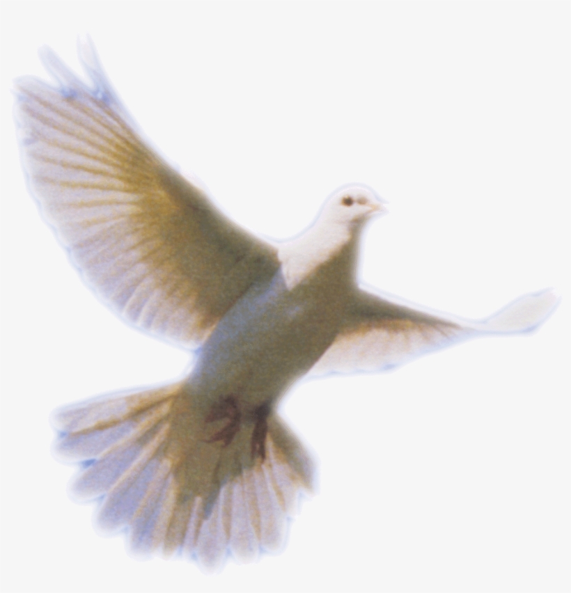 Clip Art Download Png Pictures Free Icons And Backgrounds - Holy Spirit Dove Png, transparent png