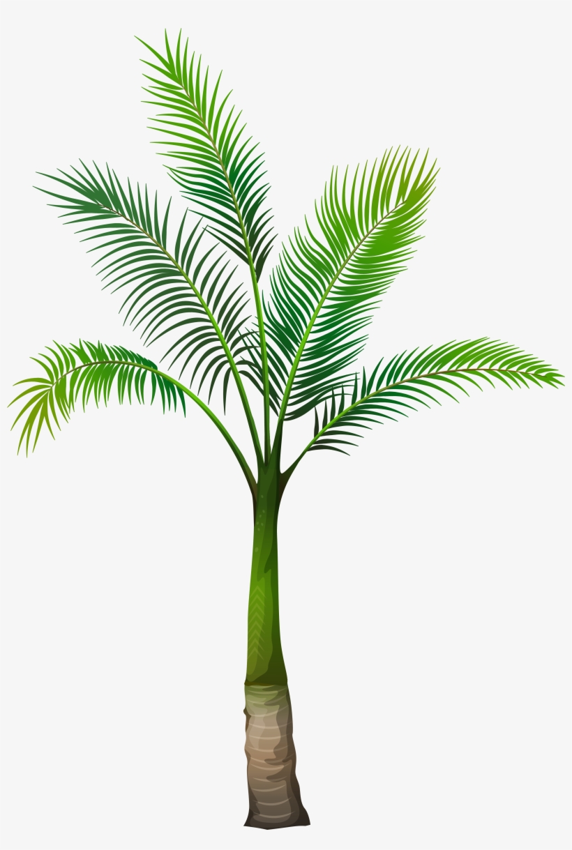 Palm Tree Transparent Background, transparent png