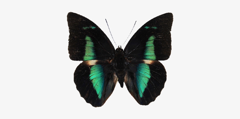 Gif Animals Png Transparent Transparent Png Bossi65 - Brush-footed Butterflies, transparent png