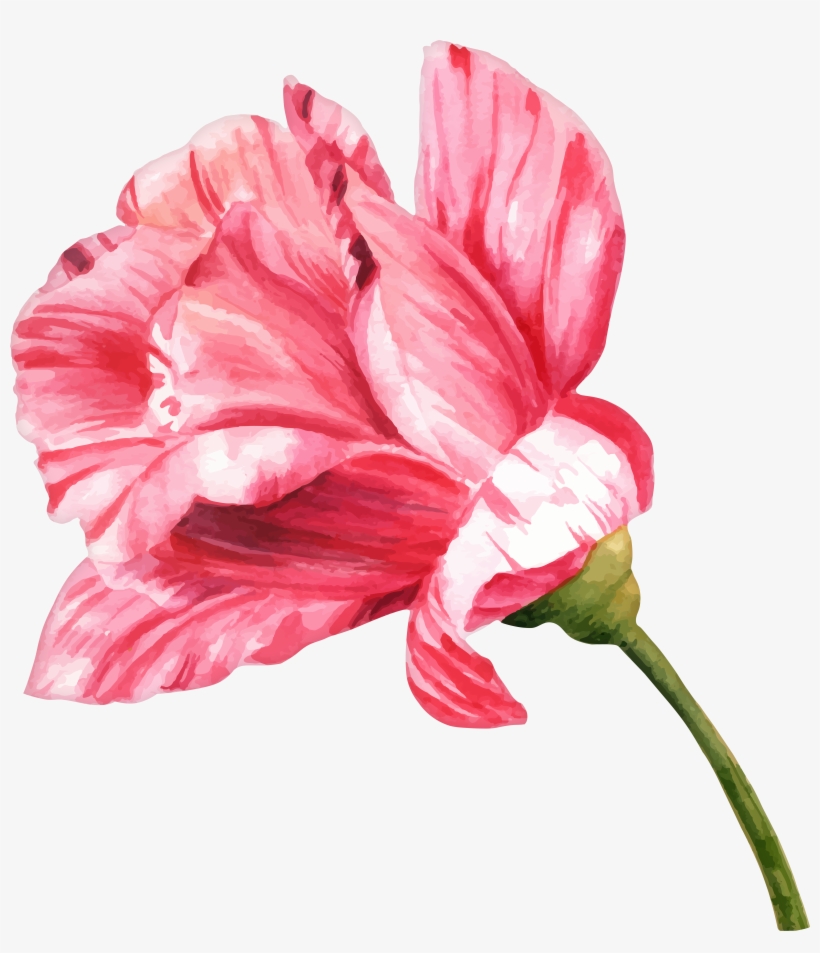 Rose Png, transparent png