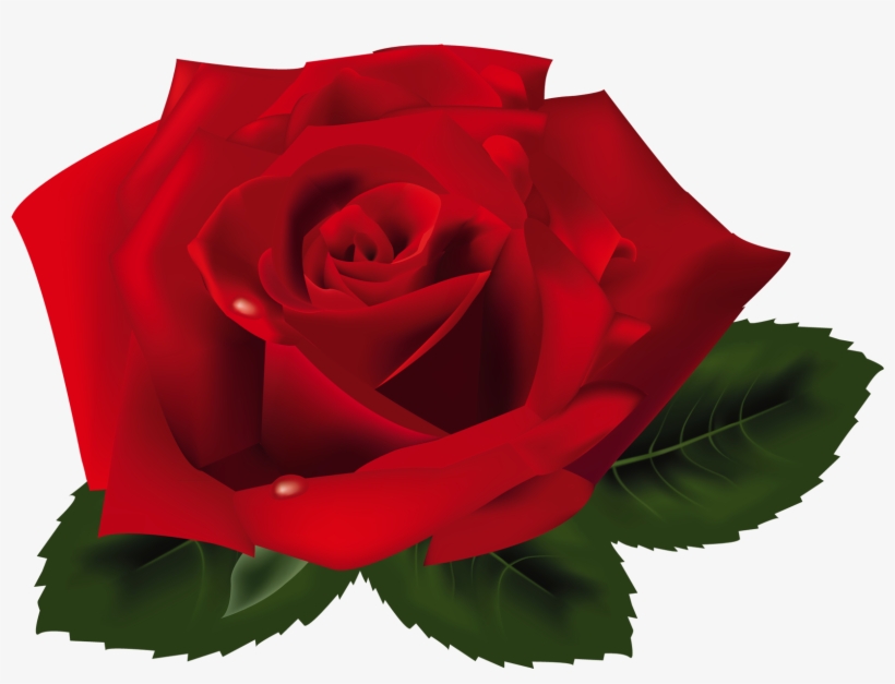 Red Rose Png, transparent png