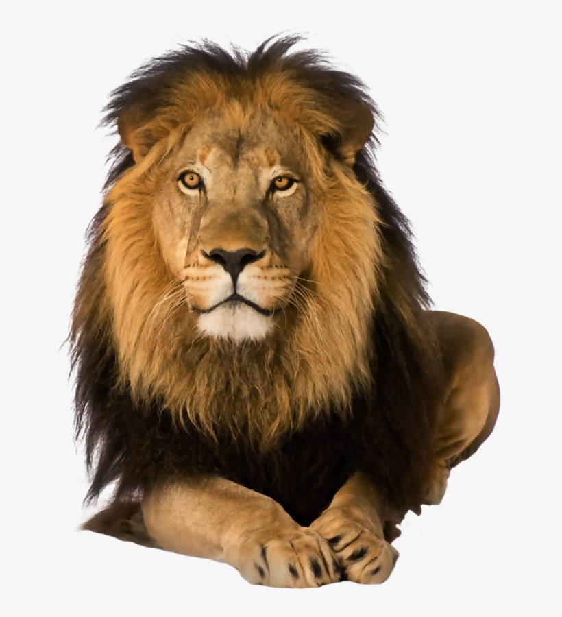 Lion Png - Netley Abbey, transparent png