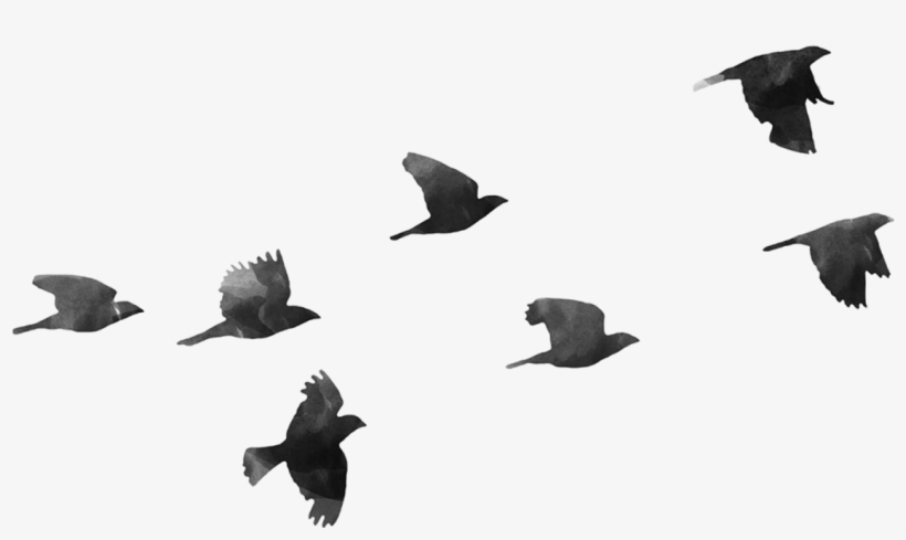 Birds Png - Birds Transparent, transparent png