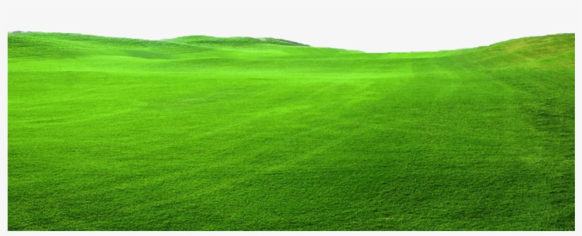 Transparent Green Grass -top Turf Lawn Care And Pest - Png Pastagem, transparent png