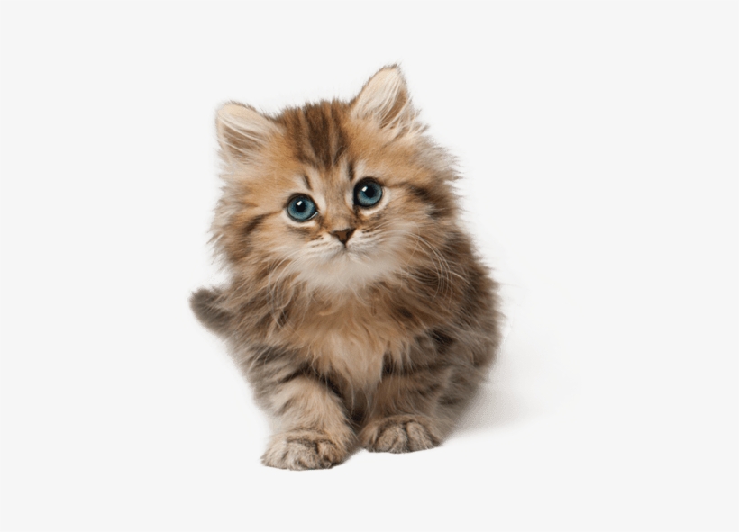 Cute Cat Kitten Png Free Images Toppng - Cute Cat Png, transparent png