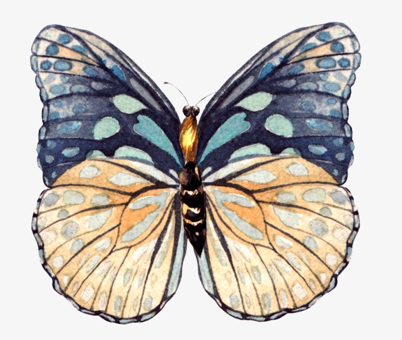 This Graphics Is Hand Painted A Beautiful Butterfly - Butterfly, transparent png