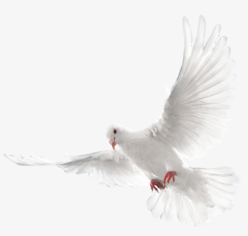 Columbidae Doves As Symbols - Holy Spirit Dove Png, transparent png